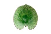 Kattaus - Costa Nova Riviera Plate 18 cm - 22704