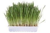 Kissat - Trixie Kissanruoho Tarjottimella 100g - TX4235