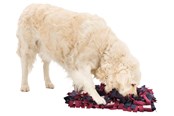 Koirat - Trixie Dog Activity Sniffing Carpet Strategy Game 50x34cm - TX32037