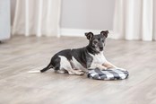 Koirat - Trixie Lämpötyyny mikroaaltouunissa lämmitettäväksi - TX28792