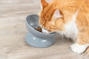 Kissat - Trixie Ergonomic Feeding Bowl Ceramic XXL 0.35L 17cm - TX24805