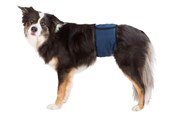 Koirat - Trixie Washable Nappies for Male Dogs L Waist 55-65cm - TX23664