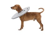 Koirat - Trixie Protective collar polyester/foam S: 30–34 cm/19.5 cm Harmaa - TX19423