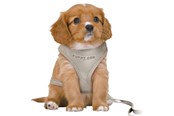 Koirat - Trixie Junior Puppy Pehmeät Valjaat Taluttimella Koko S-M Vatsanympärys 26-34cm - TX15560