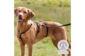 Koirat - Trixie Panic Harness Stay Escape-Proof Dog Harness L-XL 75-Stomach Circum: 75-100cm - TX13094