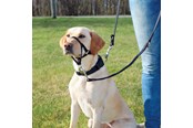 Koirat - Trixie Top Trainer training harness S black - TX13002