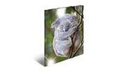 Muut kansiot, esijärjestäjät ja kirjoitusalustat - HERMA A4 Glossy Koala Polypropyleeni kokoelmapussi - 19323
