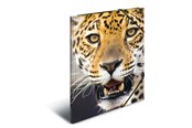 Muut kansiot, esijärjestäjät ja kirjoitusalustat - HERMA Elasticated folder A4 PP Leopard - 7137