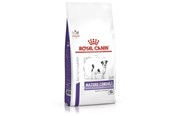 Koirat - Royal Canin Kypsä konsultaatio (pienet koirat) 3,5 kg - 3182550782005