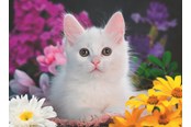 Palapelit - Ravensburger White Kitten 100p - 13358