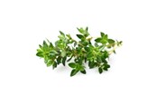 Smart Home - Älykoti - Click & Grow Älypuutarhan täyttöpakkaus 3 kpl - Timjami - SGR17X3