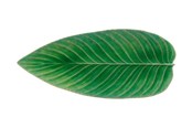 Keittiötarvikkeet - Costa Nova Tarjoiluastia pitkänomainen lehti Riviera 40 x 17 cm Vihreä/Musta - 22783