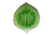 Kattaus - Costa Nova Lautasortimentin Hortensia Riviera 22 x 19 cm Vihreä/Musta Keramiikka - 22716