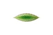 Keittiötarvikkeet - Costa Nova Asiet laakerinlehti Riviera 18 x 5,7 cm vihreä/musta keramiikka - 22707