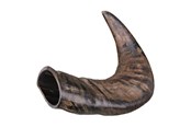 Koirat - Trixie Buffalo Chewing Horn packaged medium - TX27742