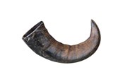 Koirat - Trixie Buffalo Chewing Horn packaged large - TX27743