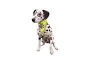 Koirat - Trixie Turvahuivi koirille L-XL 43-60cm - TX30123