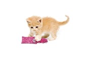 Kissat - KONG Cat Toy Kickeroo Kitten Assorted Colors - 340452