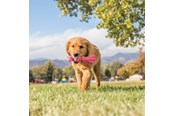 Koirat - KONG Koiran lelu Wubba Puppy 21cm - 340468