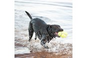 Koirat - KONG Koiran lelu AirDog Squeaker Football Large 16.5cm - 340529