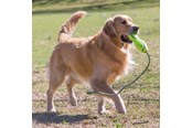 Koirat - KONG Koiranlelu Airdog Fetch Stick köydellä - 340537