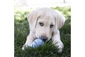 Koirat - KONG Dog Toy Kong Puppy Medium Assorted Colors (1-Pack) - 340701