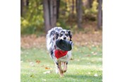 Koirat - KONG Dog Toy Extreme Flyer Frisbee 25cm - 340704