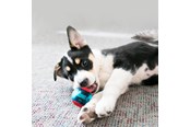 Koirat - KONG Dog Toy Squeezz Action Ball Red Large (2-Pack) - 340705