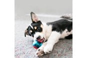 Koirat - KONG Dog Toy Squeezz Action Ball Red Small (3-Pack) - 340707