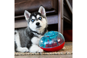 Koirat - KONG Dog Toy Rewards Shell S - 340741