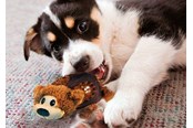 Koirat - KONG Dog Toy Shells Bear 14cm - 340810