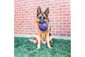 Koirat - KONG Dog Toy Flexball 15cm - 340861