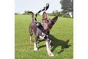 Koirat - KONG Dog Toy Extreme Dental W/Rope Medium - 340930