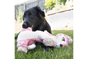 Koirat - KONG Dog Toy Low Stuff Flopzie Fox 48cm - 340972