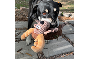 Koirat - KONG Dog Toy Sherps Floofs Moose 25cm - 341018