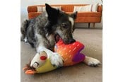 Koirat - KONG Dog Toy Ballistic Vibez Llamas Medium/Large 28cm - 341123