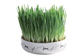 Kissat - Trixie Ceramic Bowl with Cat Grass ø 15 x 4 cm - TX42341