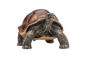 Lelut - Mojo Wildlife Giant Tortoise - 387259