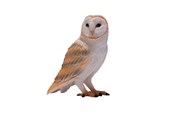 Lelut - Mojo Wildlife Barn Owl - 381054