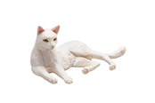 Lelut - Mojo Farmland Lying Cat White - 387368