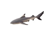 Lelut - Mojo Sealife Blacktip Reef Shark - 387357