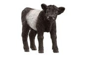 Schleich - Schleich Galloway Vasikka - 13969