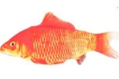 Kissat - FLAMINGO - Cat toy Flounder electric fish orange - 540058517707