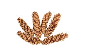 Askartelu- ja taidetarvikkeet - Colorations - Strobus Cones 6 pcs. - 38WD15