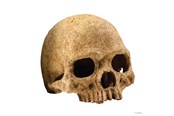 Kalat - EXO TERRA Skull Large 17 x 13.5 x 11.5 cm. - HPT2855
