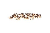 Hahmot - Kids Globe Cows Red/Fur 12pcs. 1:32 - 571968