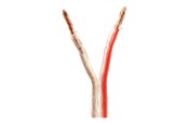 Audiokaapelit - Nedis bulk speaker cable - 100 m - CAGW4000TR1000