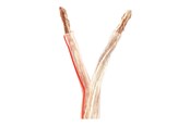 Audiokaapelit - Nedis bulk speaker cable - 100 m - CAGW6000TR1000