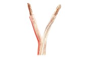 Audiokaapelit - Nedis bulk speaker cable - 25 m - CAGW6000TR250