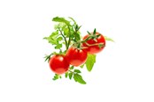 Smart Home - Älykoti - Click & Grow Click and Grow - Smart Garden Refill 3-pack - Mini Tomato (SGR5X3) - SGR5X3
